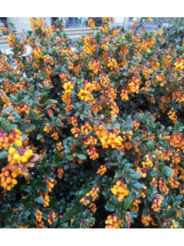Berberis 'Darwinii' / Epine vinette de Darwin
