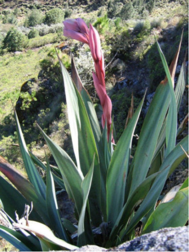 Beschorneria Yuccoides