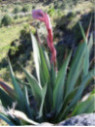 Beschorneria Yuccoides