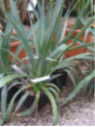 Beschorneria Yuccoides