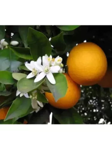 Citrus x aurantium / Bigaradier - Orange amère