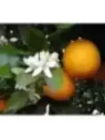 Citrus x aurantium / Bigaradier - Orange amère