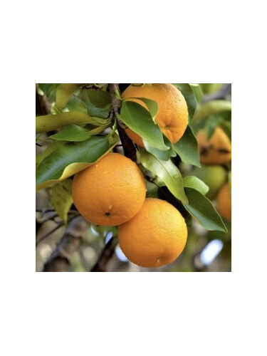 Citrus x aurantium / Bigaradier - Orange amère