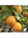 Citrus x aurantium / Bigaradier - Orange amère
