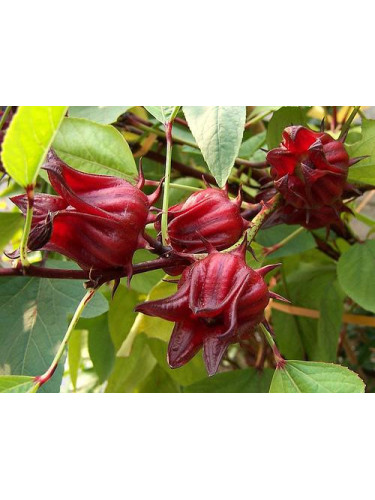 Bissap / Hibiscus sabdariffa / Oseille de Guinée
