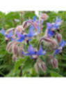 Bourrache officinale - Borago officinalis