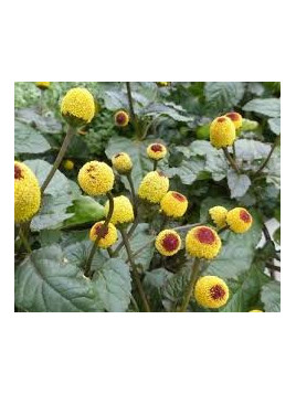 Brède mafane - Cresson de Pará - Spilanthes acmella