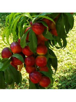 Prunus persica 'Fantasia' / Brugnonier Nectarinier