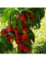 Prunus persica 'Fantasia' / Brugnonier Nectarinier