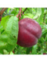 Prunus persica 'Nectarose' / Brugnonier à chair blanche