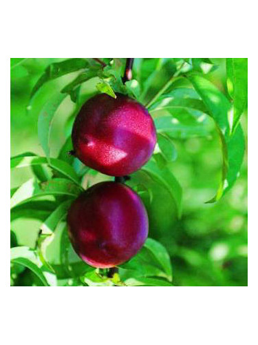 Prunus persica 'Morton' / Brugnonier Nectarinier