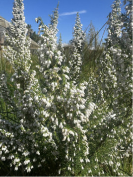 Bruyère arborescente - Erica Pink Joy