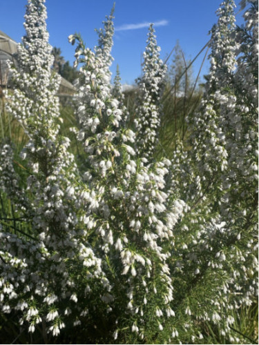 Bruyère arborescente - Erica Pink Joy