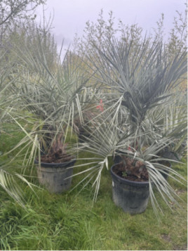 Butia capitata / Palmier abricot