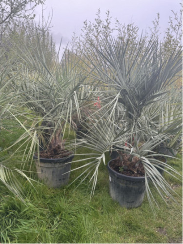 Butia capitata / Palmier abricot