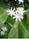 Caféier Coffea arabica