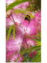 Calliandra surinamensis 'Dixie pink / Pompon du marin