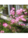 Calliandra surinamensis 'Dixie pink / Pompon du marin