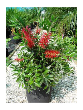 Callistemon citrinus 'Splendens' / Rince bouteille
