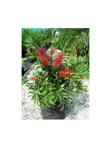 Callistemon citrinus 'Splendens' / Rince bouteille