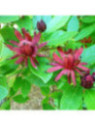 Calycanthhus floridulus (arbre aux anemones)