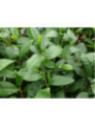 Camellia sinensis - Théojardin® / Théier / arbre à thé
