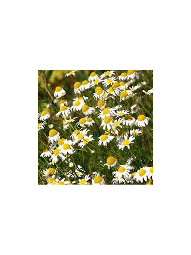 Camomille - Matricaria recutita