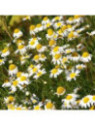 Camomille - Matricaria recutita