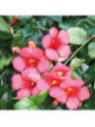 Campsis bignone radicans tango