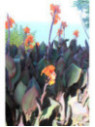 Canna Pourpre Liberté (wyoming)