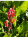 Canna 'Géant marabout'