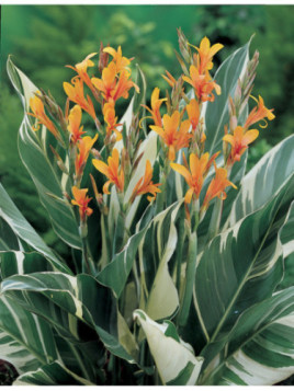 Canna 'Stuttgart'