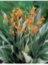 Canna 'Stuttgart'