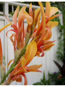 Canna 'Stuttgart'
