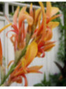 Canna 'Stuttgart'