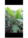 Canna géant tuerckheimii (canna géant à feuille de bananier)