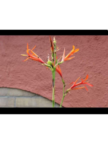 Canna géant tuerckheimii (canna géant à feuille de bananier)