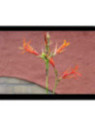 Canna géant tuerckheimii (canna géant à feuille de bananier)