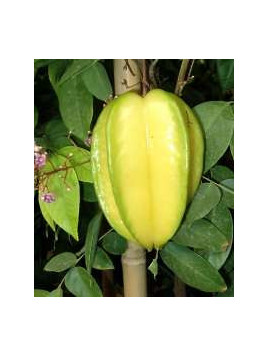 Averrhoa carambola / Carambole greffé Arkin