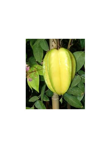 Averrhoa carambola / Carambole greffé Arkin