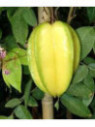 Averrhoa carambola / Carambole greffé Arkin