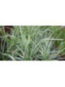 Carex oshimensis 'Everest' / Laîche