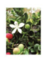 Carissa macrocarpa / Prunier du Natal