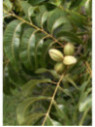 Carya illinoensis pawnee / Noix de pécan / Pacanier