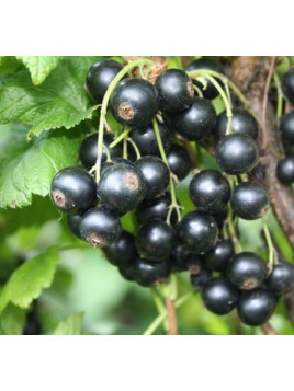 Ribes Nigrum 'Little Black Sugar' / Cassissier