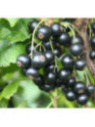 Ribes Nigrum 'Little Black Sugar' / Cassissier