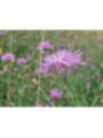 Centaurea jacea timbalii / Centaurée de Timbal