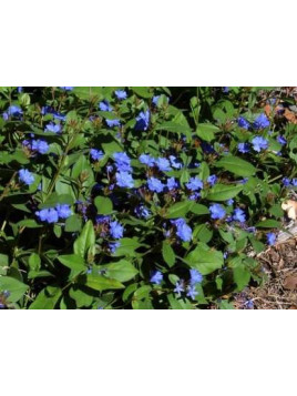 Ceratostigma plumbaginoides