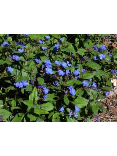 Ceratostigma plumbaginoides