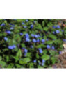 Ceratostigma plumbaginoides